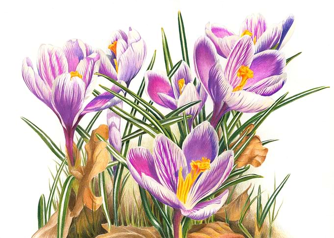 Purple and White Crocus Flowers