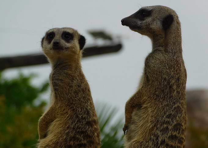 Two Meerkats Standing Guard