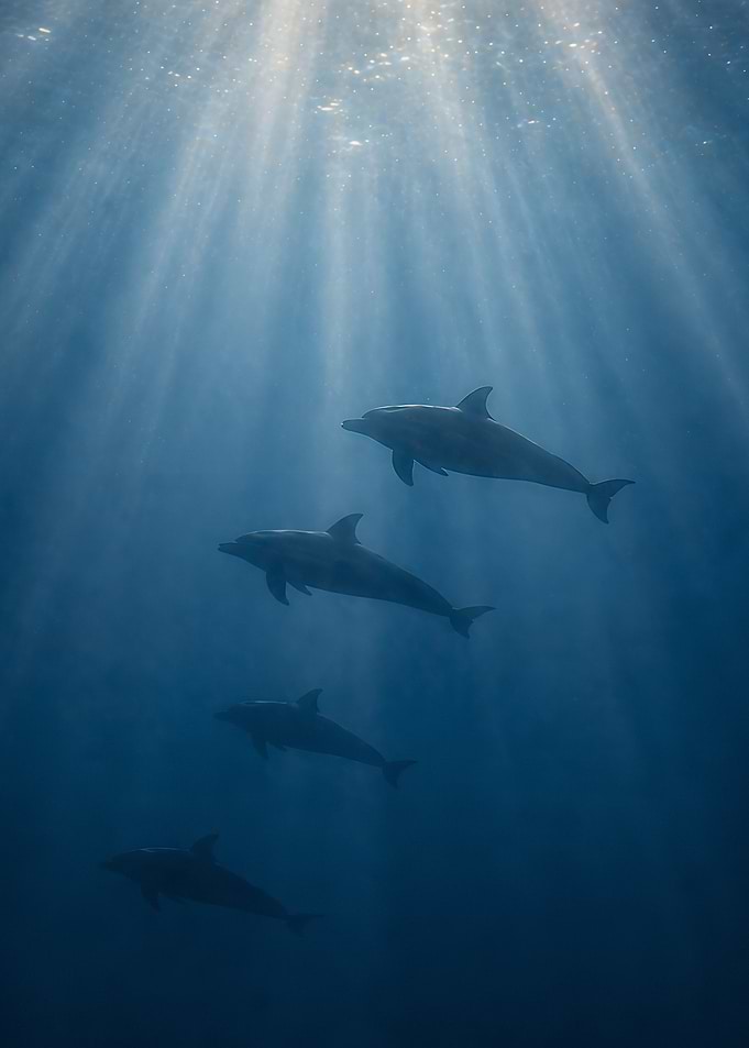 Dolphins swimming in sunlit ocean