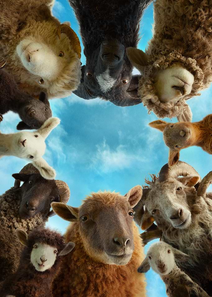 Flock of Sheep Looking Down