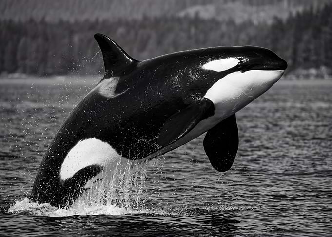 Orca whale breaching in water