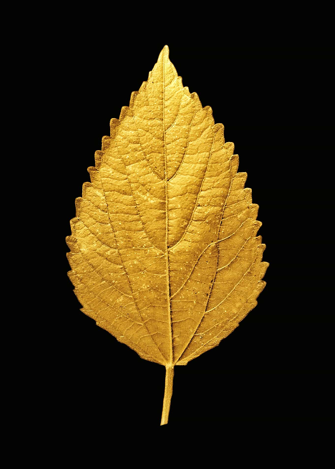 Golden Leaf on Black Background