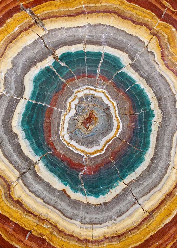 Colorful Tree Ring Abstract