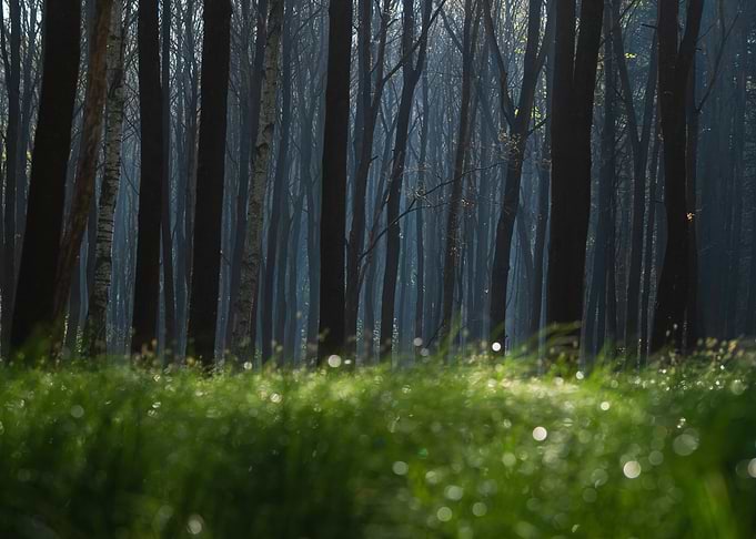 Misty Forest Morning with Green Grass