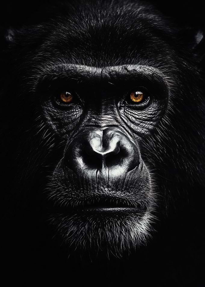 Close-up portrait of a chimpanzee