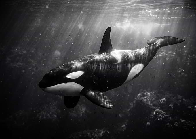 Orca Whale Underwater
