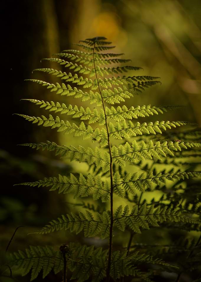 Emerald Fern — Forest Light Whisper