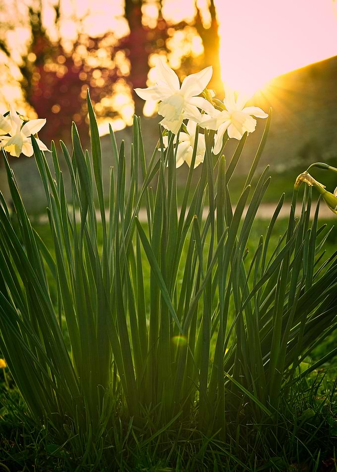 Daffodils in Golden Hour Sunlight in front of medieval wall