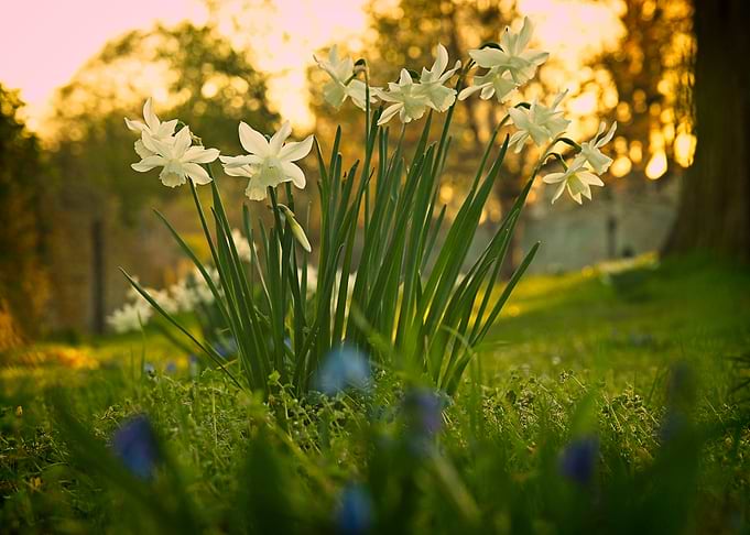 Daffodils in Golden Hour Light