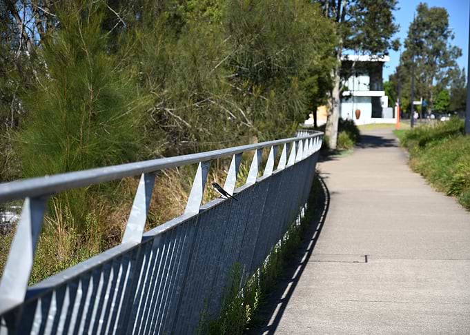 Willie Wagtail bird sitting on a railing by a path
