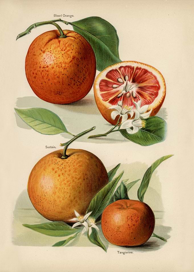 Vintage Blood Orange and Tangerine Illustration