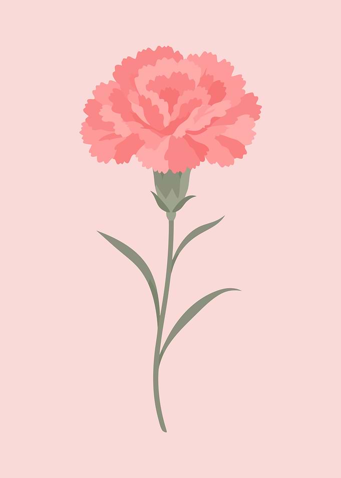 Pink Carnation Flower