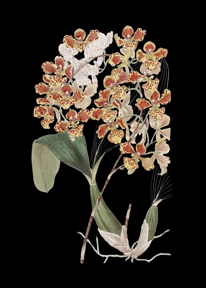 Orchid Botanical Illustration
