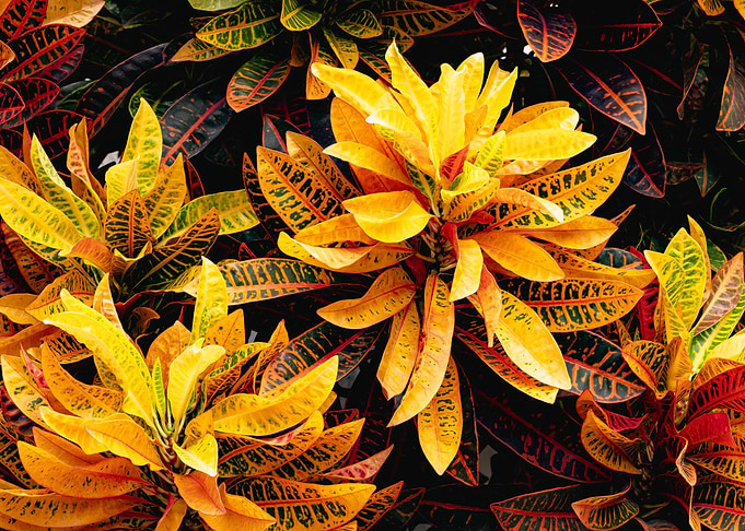 Vibrant Croton Plant Leaves