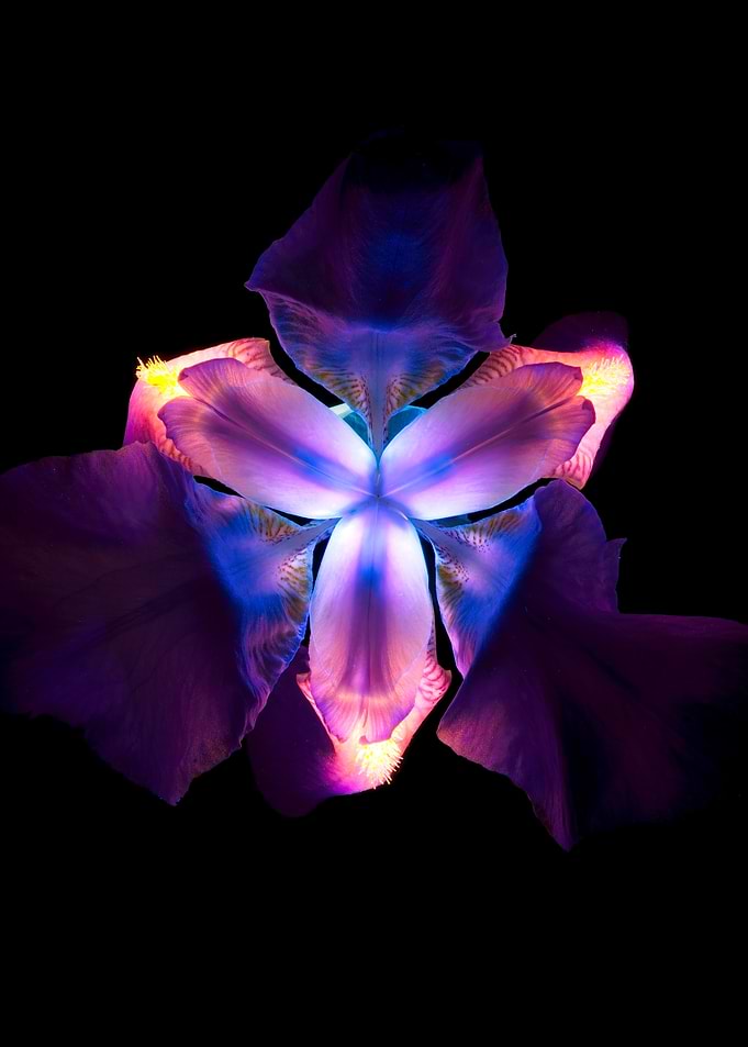 Vibrant Flower