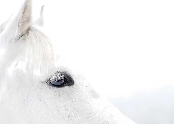 Close-up of a white horse's eye