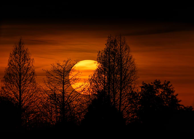 Sunset Behind Silhouetted Trees