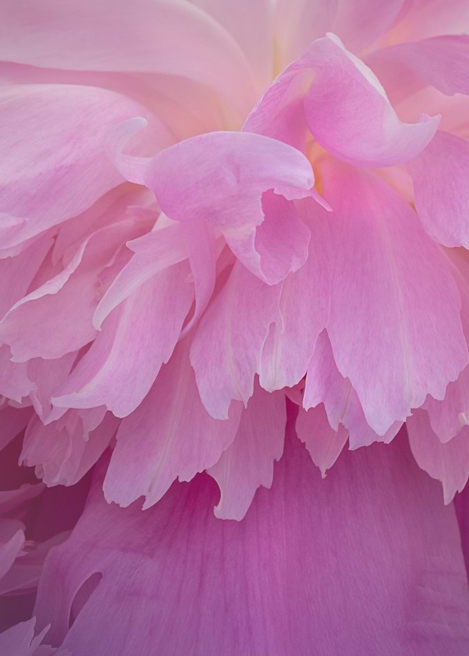 Close-up of Pink Peony Petals