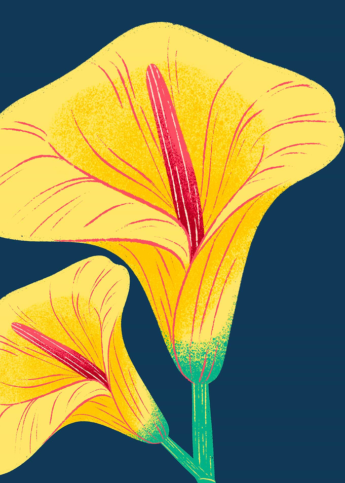 Yellow Calla Lilies on Dark Blue Background