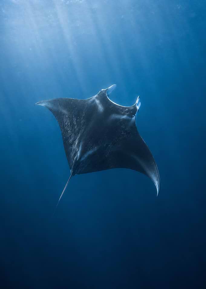 Manta Ray Swimming in Blue Ocean