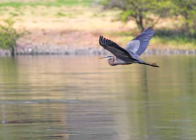 Great Blue Heron in Flight Over the River