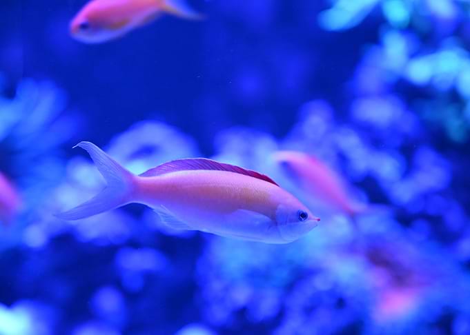 Pink and Orange Fish Underwater