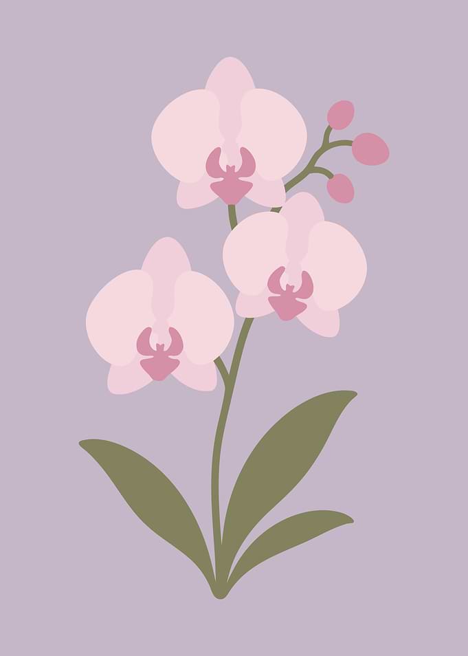 Orchid Flower