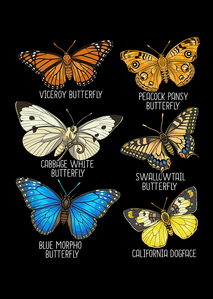 Collection of Butterflies Species Insects Viceroy Butterfly
