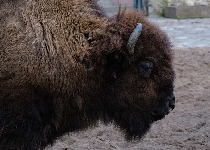 American Bison Portrait