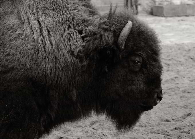 Monochrome Bison Portrait