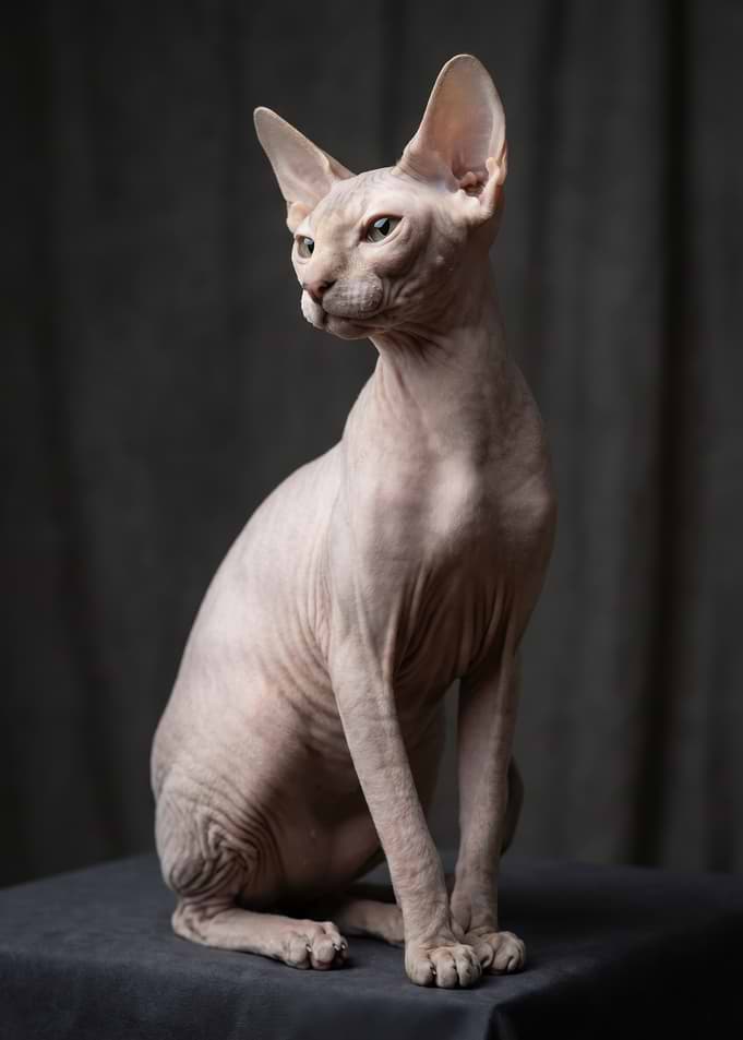 Sphynx Cat Posing