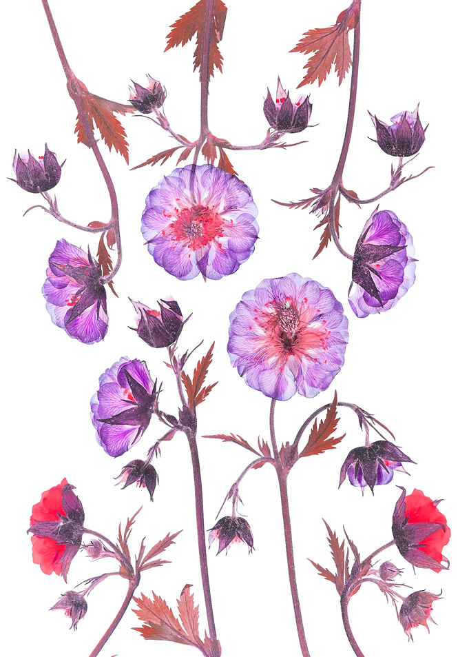 Pressed Flowers and Buds