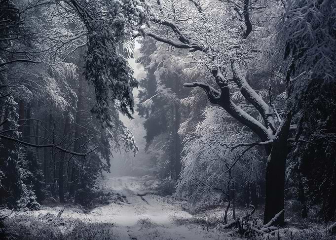 Snowy Forest Path