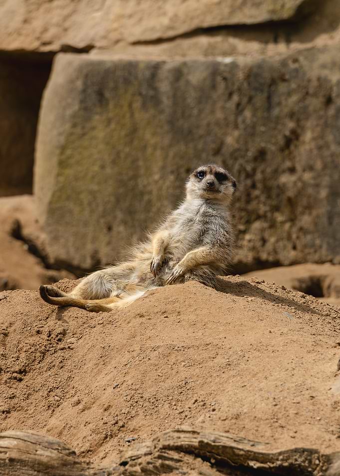 Meerkat relaxing on sand