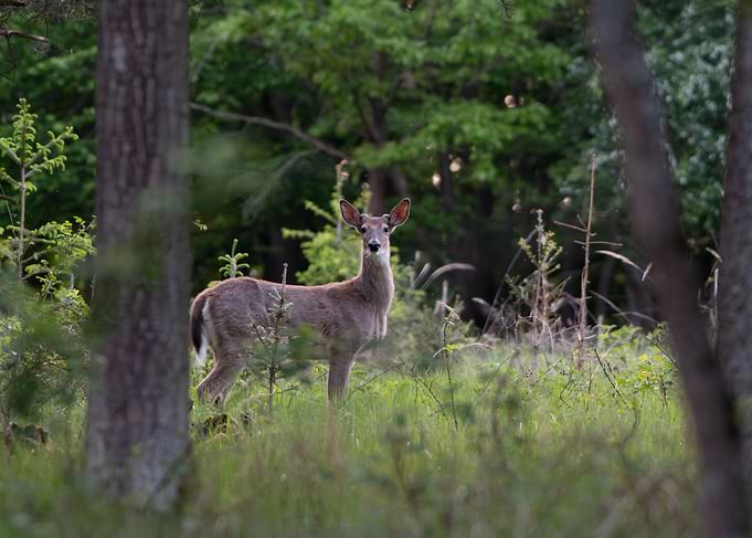 Deer in a Forest