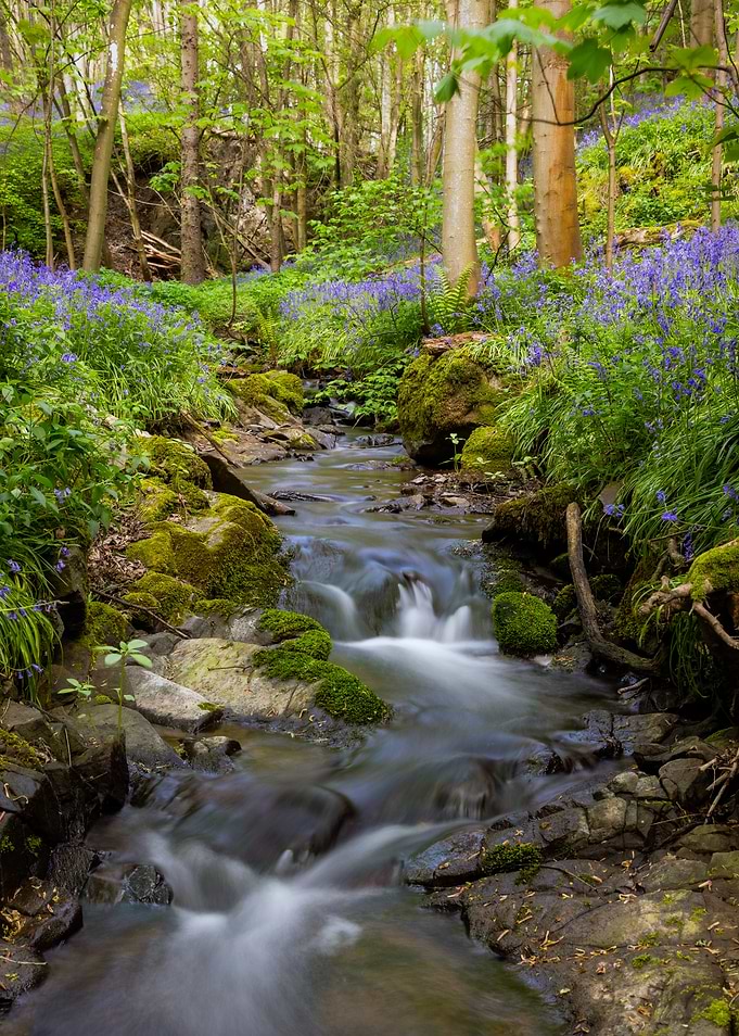 Enchanted Forest Stream with Bluebells