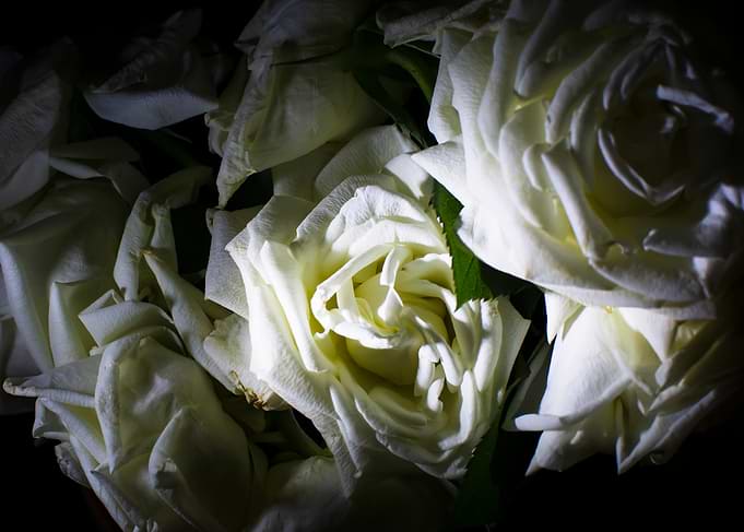 White Roses in Dramatic Light
