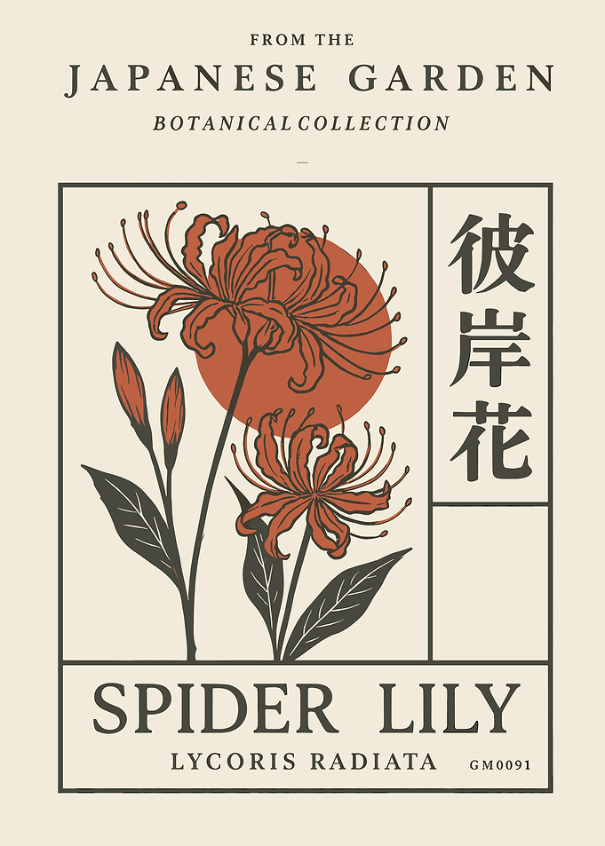 Spider Lily Botanical Illustration