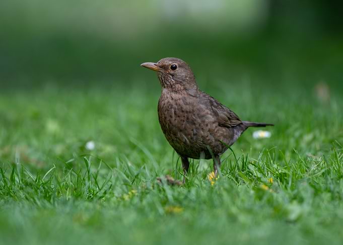 Brown bird on green grass