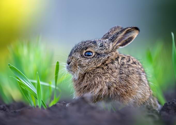 Baby Hare in Green Grass