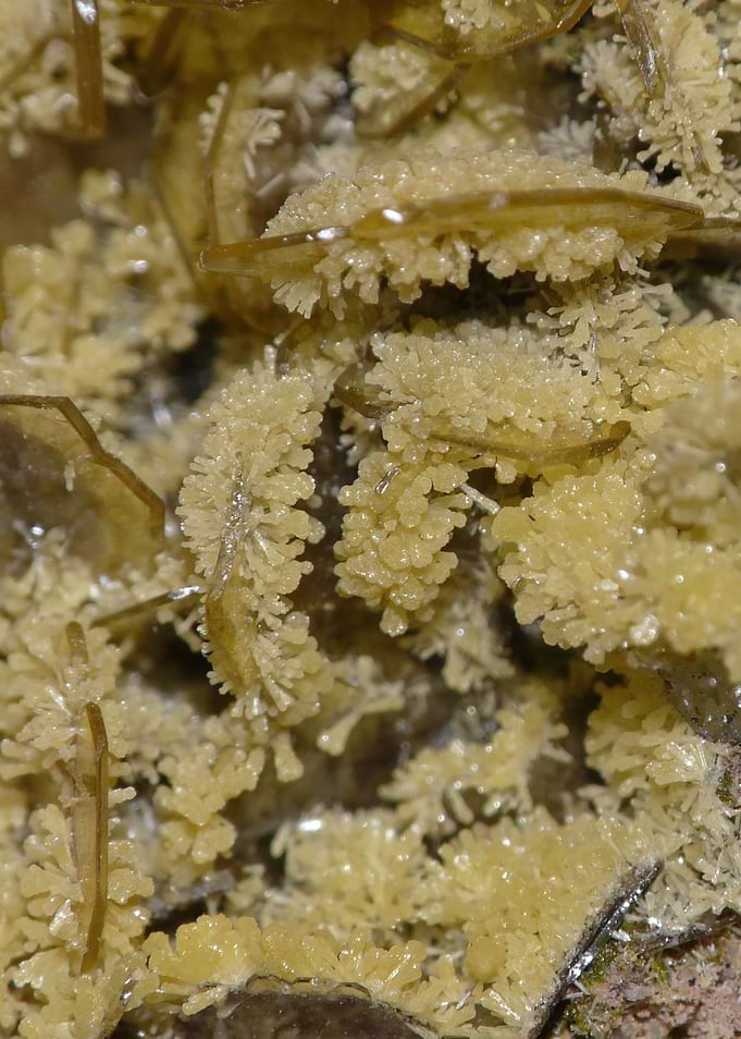 Wulfenite & Mimetite — Golden Crystal Macro Specimen