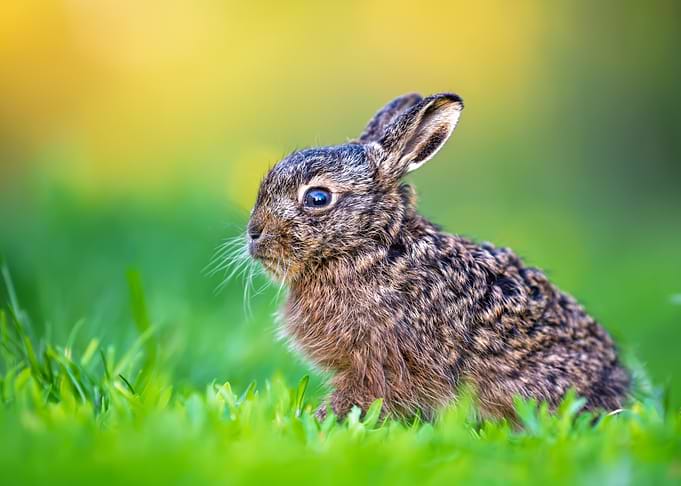 Baby Hare in Green Grass