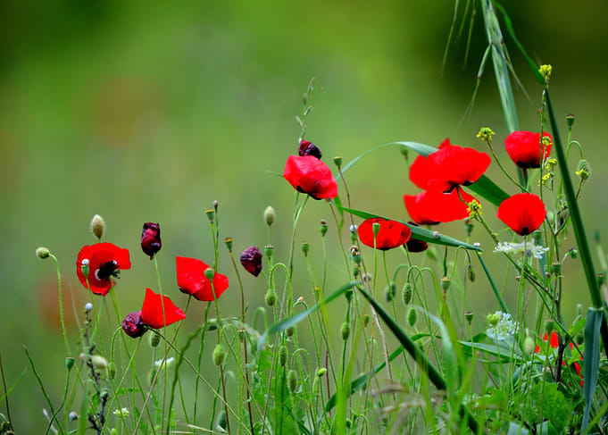 Wild Red Poppies in Spring Meadow