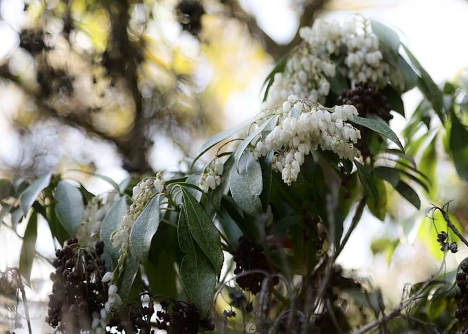 White Flowers on a Bush