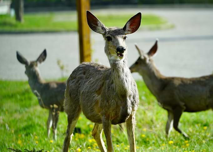 Deer in a grassy field