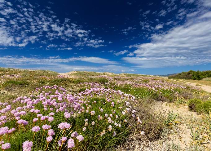 Pink wildflowers on sand dunes under blue sky, Sardegna