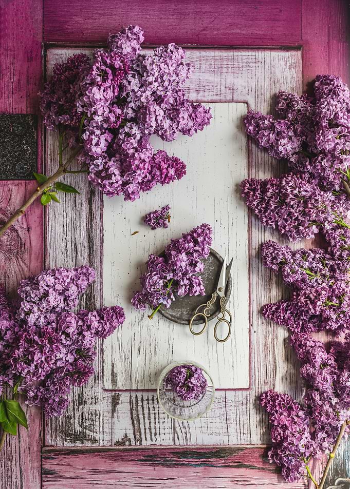 Purple Lilacs and Scissors