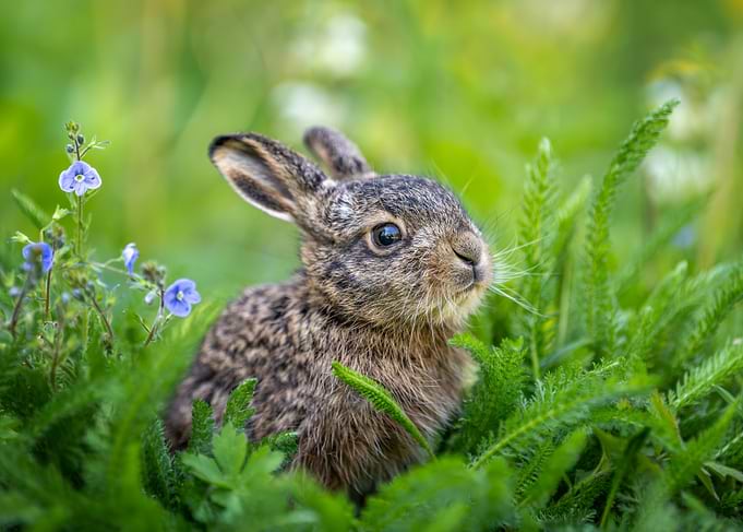 Baby Hare in Green Grass