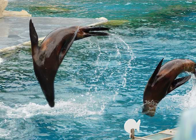 Sea lions jumping in water