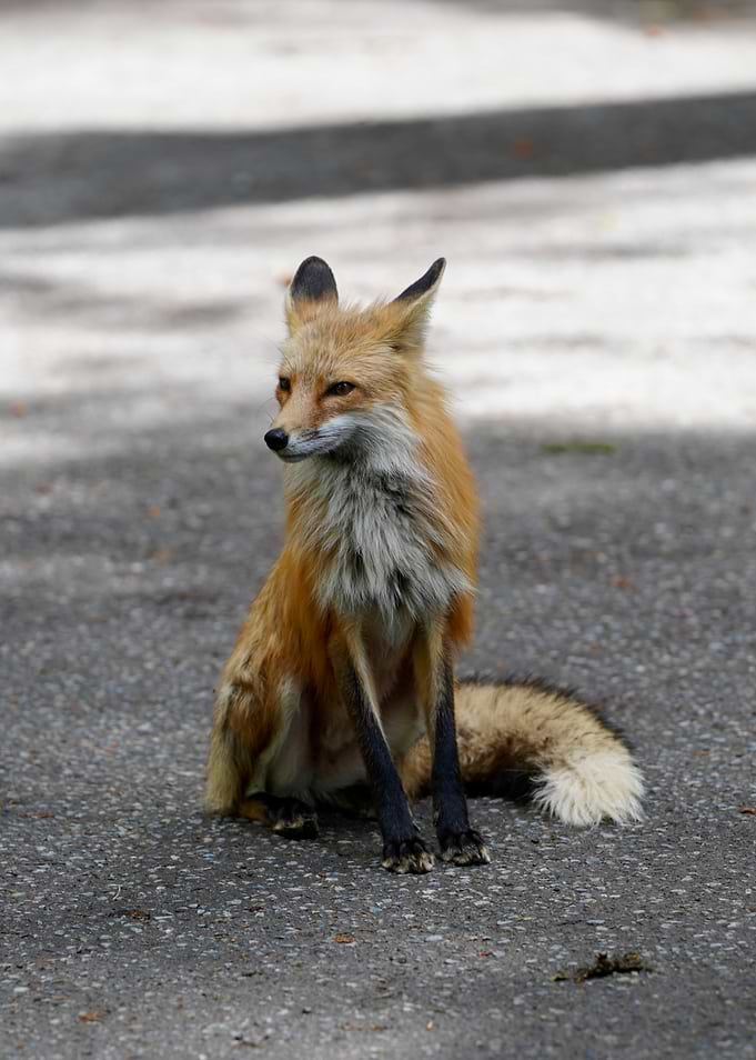 Red Fox - Curious Visitor